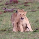 Two Cute Lion Cubs Playing Together - VideoHive Item for Sale