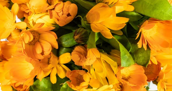 Timelapse of Calendula Flowers Blooming on Black Background.