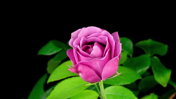 Timelapse of Pink Rose Flower Blooming on Black Background