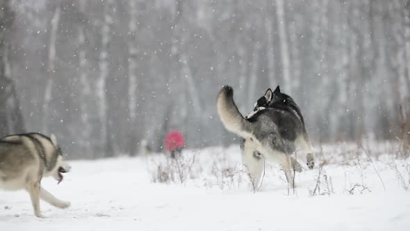 Young Siberian Husky Dog Dogs Running Outdoor In Winter Snowy Forest