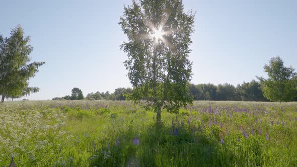 Birch Tree In A Meadow