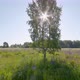Birch Tree In A Meadow - VideoHive Item for Sale