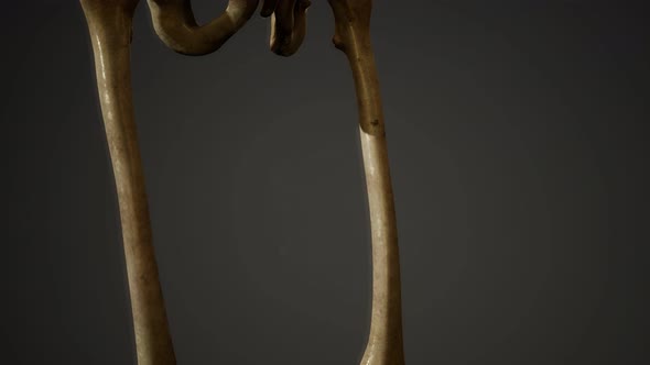 Bones of the Human Skeleton alt