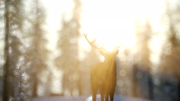 Proud Noble Deer Male in Winter Snow Forest