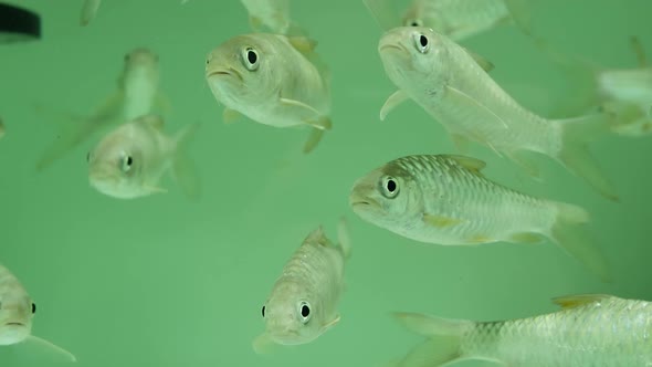 Diversity of Tropical Fishes in Exotic Decorative Aquarium. Assortment in Chatuchak Fish Market Pet