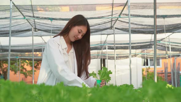 Asian scientist woman examined the quality of vegetable organic salad from hydroponic farm