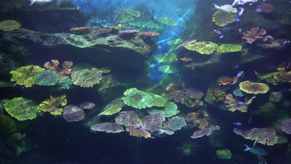 Underwater rock with multicolored tropical corals and exotic fishes