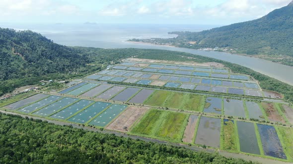 Prawn Fish Farm Aerial