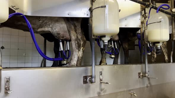 Indoor scene of cows connected with pipes to milking machine dairy equipment with plastic cylinder t