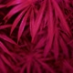 Cannabis Bushes in Pink Light Closeup - VideoHive Item for Sale