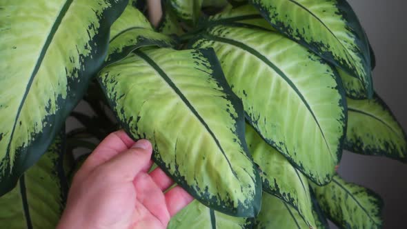 dumb cane flower, difenbahya, home difenbahya flower, large-leaved ornamental plants,