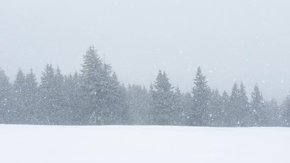 Heavy Snowfall with Snowflakes Fly Over the Fir Forest