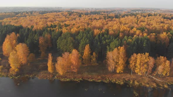 Aerial Top View: Flying Over Beautiful Autumn Bright Forest and Lake on Sunny Day