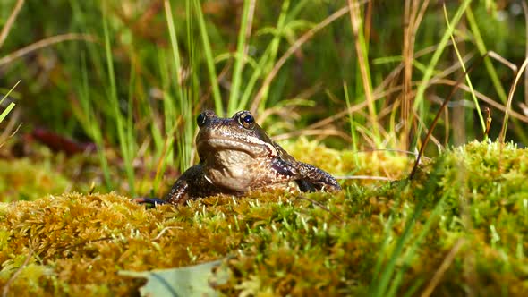 European Common Frog at Moysalen National Park 