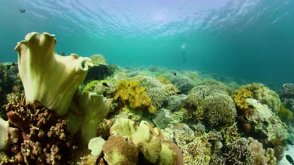 Coral Reef and Tropical Fish. Camiguin, Philippines