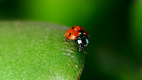 Ladybug Sitting on Blade of Grass Against Nature Background