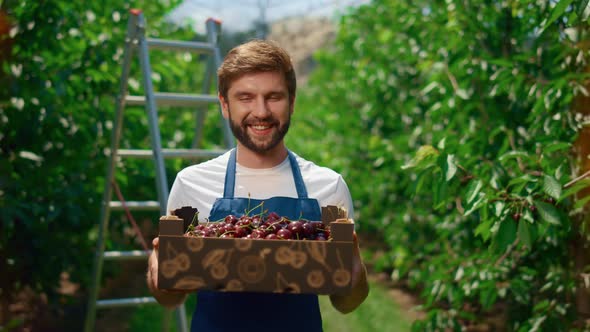 Farmer Showing Cherry Harvest Holding Organic Fruit Box in Orchard Greenhouse