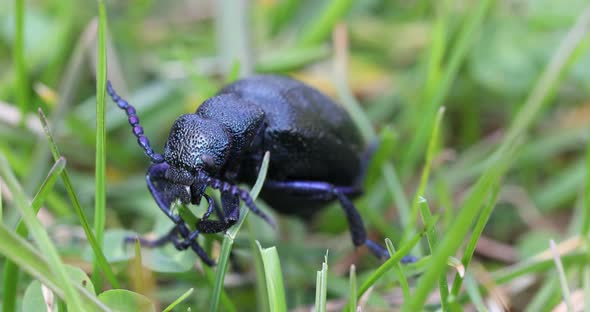 poisonous violet oil beetle feeding on grass