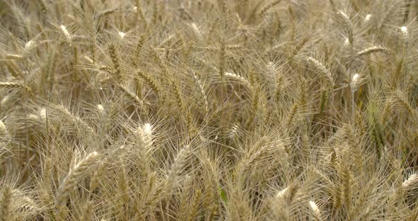 Wheat Field In Countryside