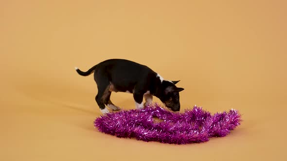 Miniature Bull Terrier Puppy Sniffs the Purple Christmas Tinsel with Curiosity