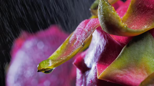 Wet Ripe Pitahaya Water Drips Over the Surface of Dragonfruit