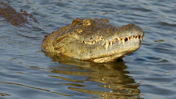 Nile Crocodile Catching And Eating A Fish