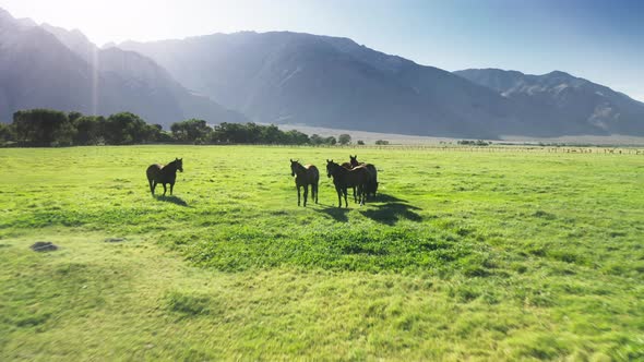 Aerial Shot of Brown Horses Silhouettes Grazing on Green Grassy Meadow Sunset