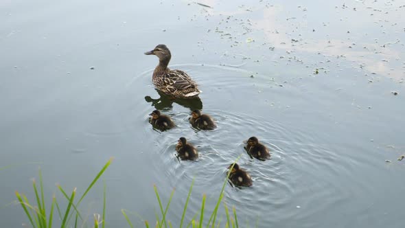 Family Of Ducks. Mother Swimming With Cute Little Ducklings In River.