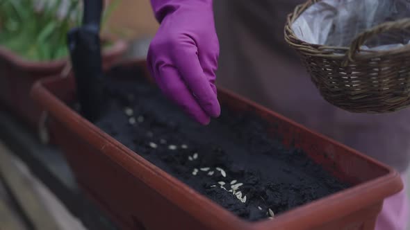 Female Hand in Glove Planting Seeds in Pot in Slow Motion