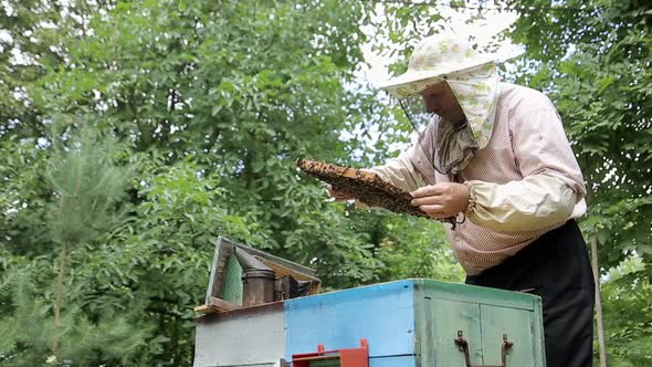 Frames of a Bee Hive