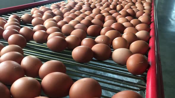 Factory Chicken egg production. Red chickens are seated in special cages. Linear perspective.