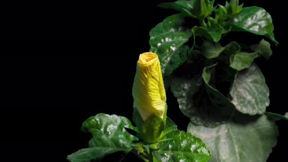 Time Lapse of Hibiscus Flower Blooming on Pure Black Background