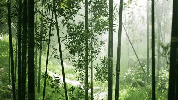 Morning Atmosphere in a Bamboo Forest alt