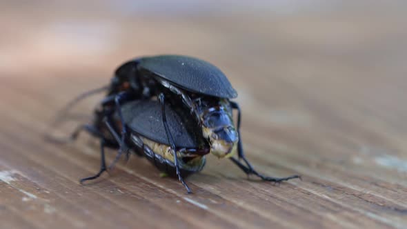 Darkling Beetle Superworm or Zophobas Morio