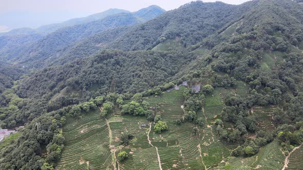 Aerial Hangzhou, Longjing Tea Plantation