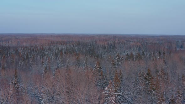 Aerial View of Winter Forest