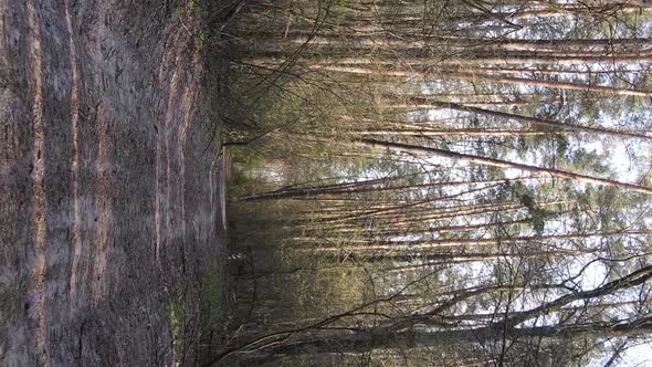 Vertical Video of a Road in the Forest Slow Motion