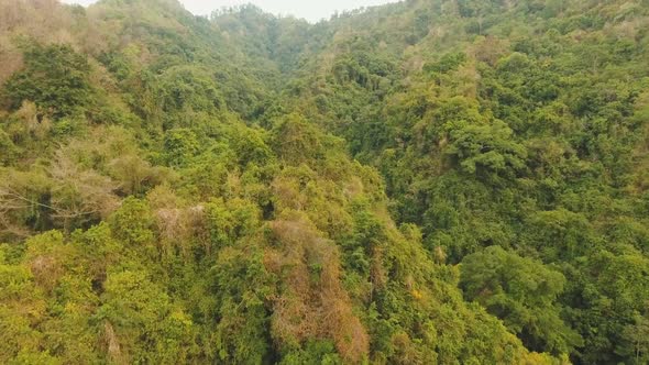 View of Mountain Forest Landscape. Bali