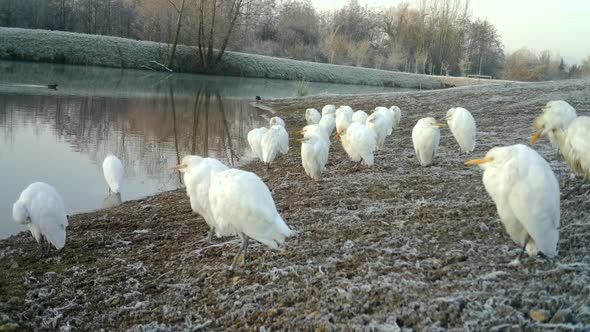Close View of White Birds (Western Cattle Egret - Bubulcus Ibis) Close To a Lake