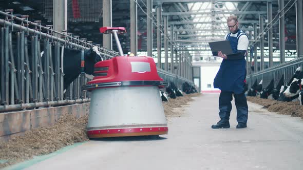 Male Specialist is Operating a Robot in the Cow Farm