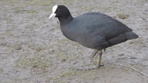 Big-footed Black Eurasian Coot Waterfowl Walking on Land