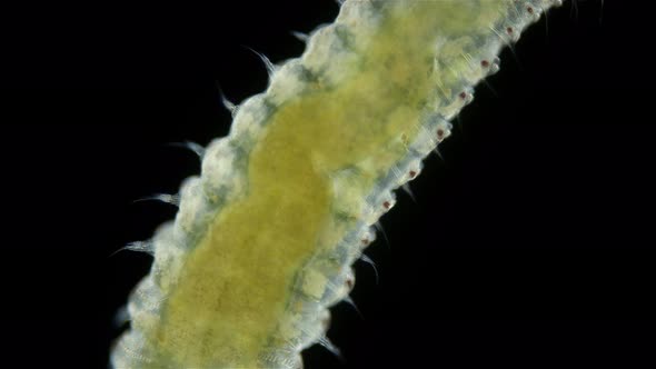 Polychaeta Worm Family Sabellidae Under a Microscope