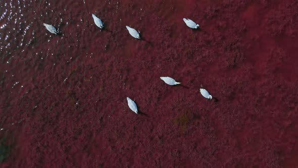 Aerial Slow Motion Above Top View of Beautiful Wild White Swans in Pink Red Salt Lake Waters Lot of