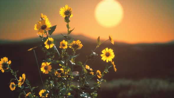 Wild Flowers on Hills at Sunset