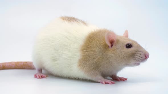 Close-up of a rat on white background as it starts grooming with copy space on the right of frame