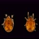 Mite Oribatida Under Microscope Are Saprosphago, Order Sarcoptiformes - VideoHive Item for Sale