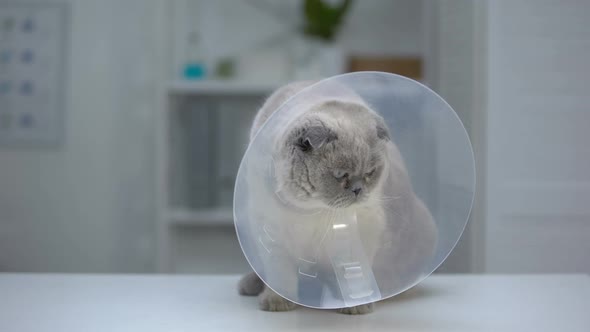 Scottish Fold Cat in Cone Collar Nervous After Sterilization Surgery, Recovery