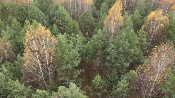 Forest with Trees in an Autumn Day