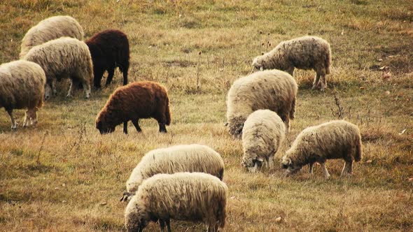 Herd of sheep eating grass in the field