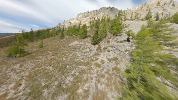 Aerial View Raising Up to Natural Mountain Formation Evergreen Autumn Spruce with Crows Nesting